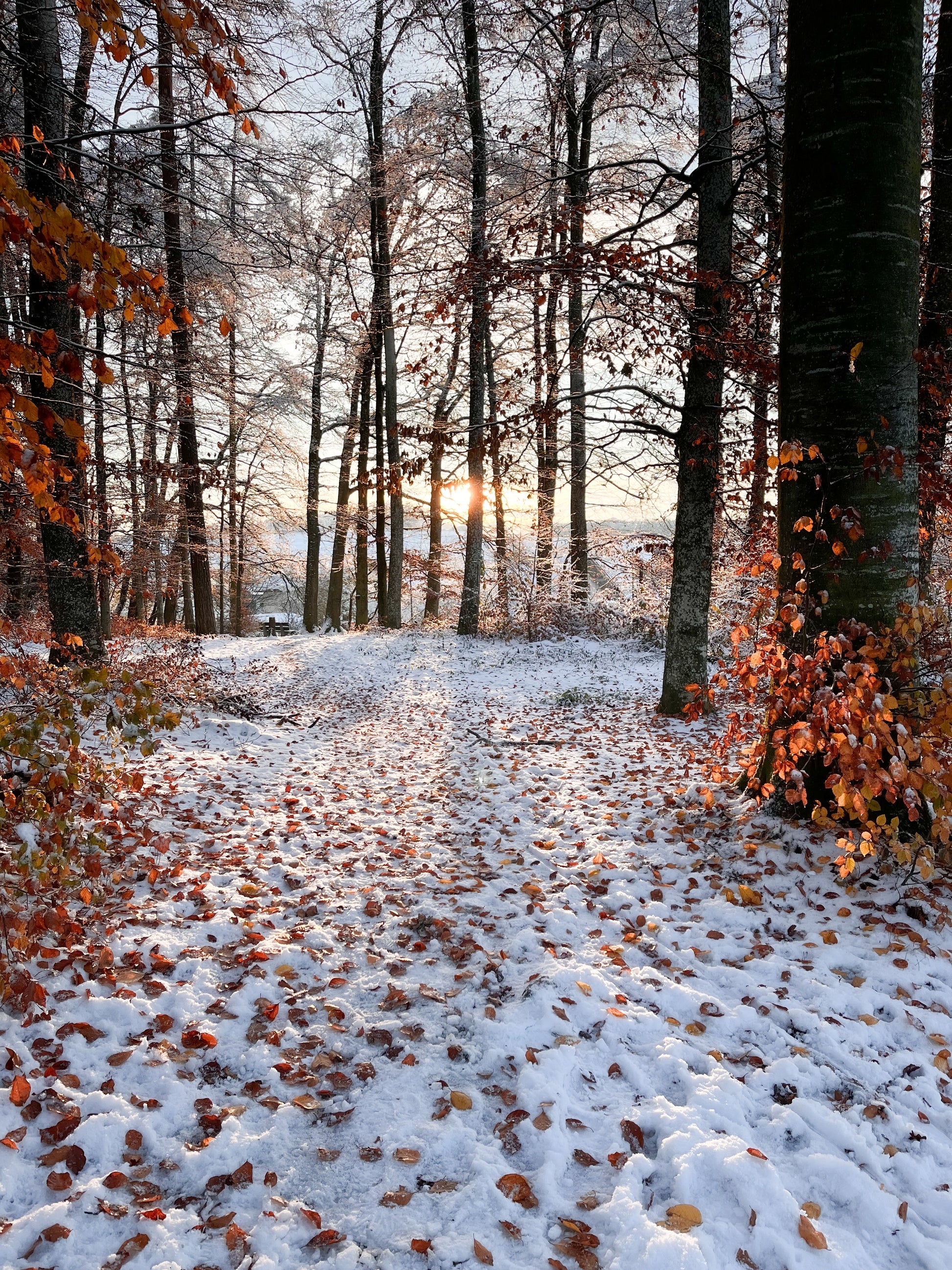 Familienausflug Wichtelsuche im Zauberwald // Sonntag, 01.12.2024 - 14.00 - 16.30 Uhr - Siliblu Boutique & Atelier